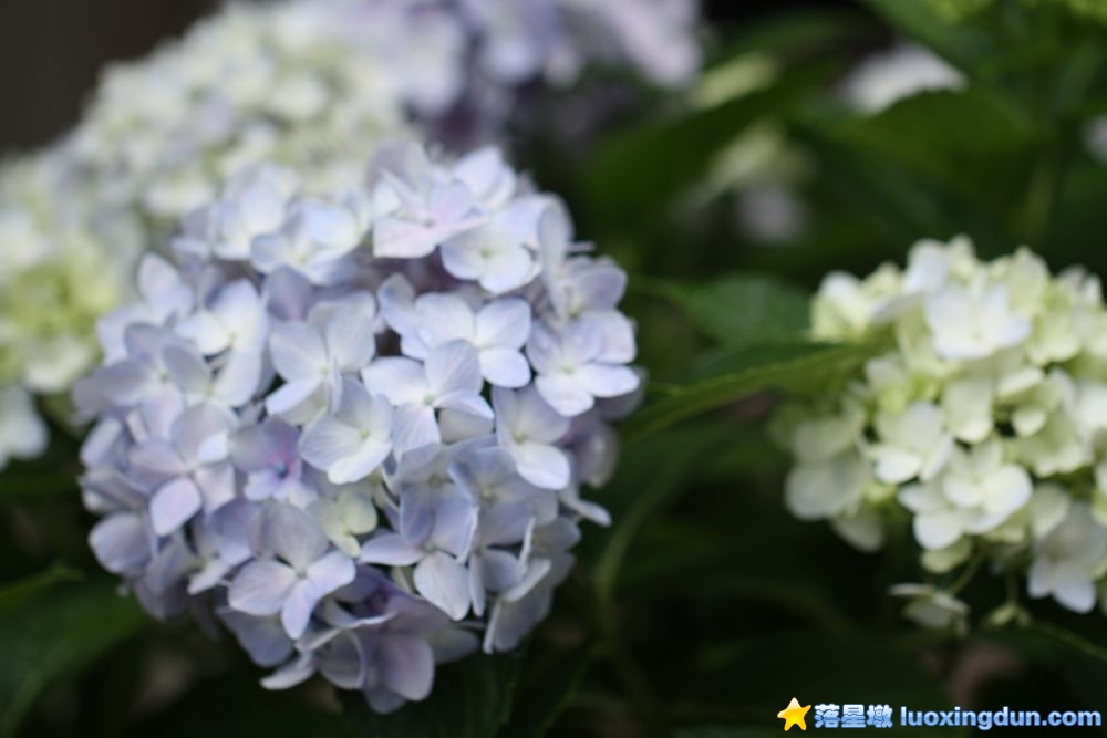 庭院花卉19.JPG