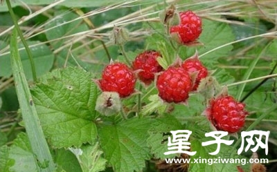 茅莓.jpg