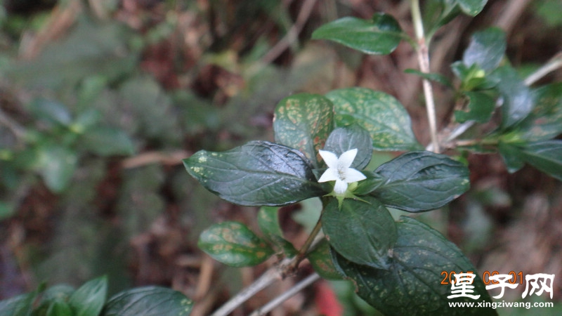 DSC07342.jpg