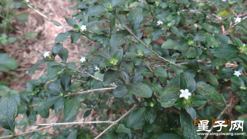 DSC07343.jpg