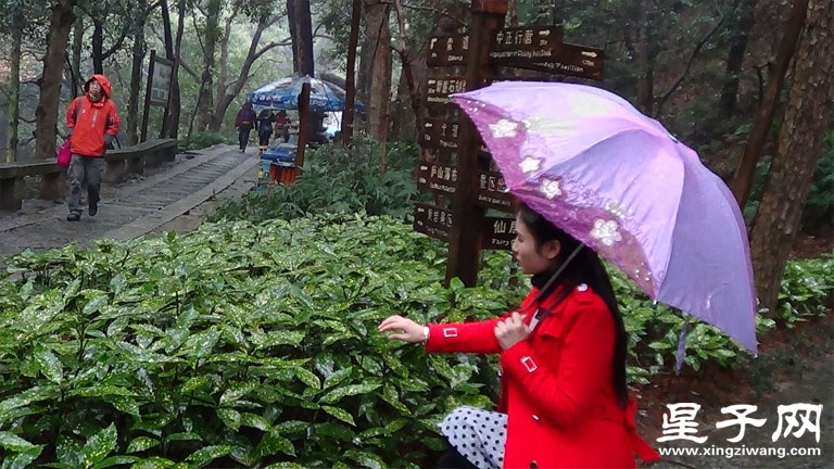 塑料花2.jpg