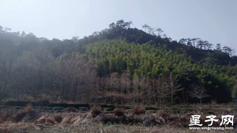 竹林