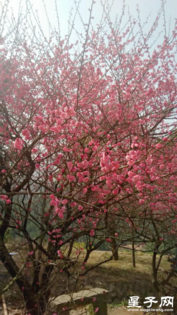 又是一片花海