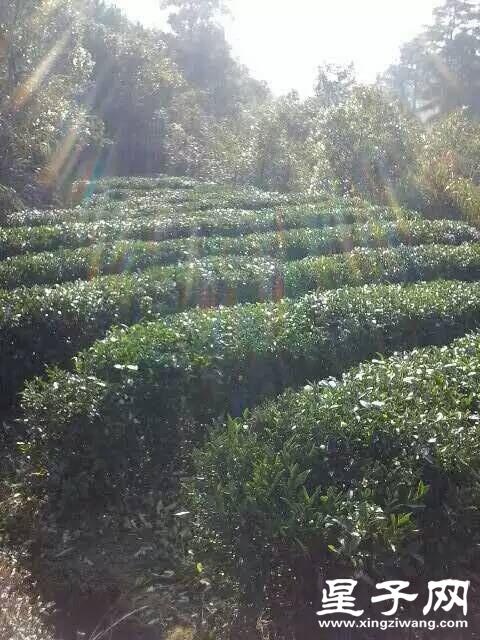 需要茶的可联系我