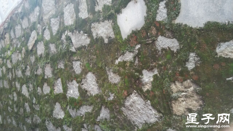 台阶墙苔藓
