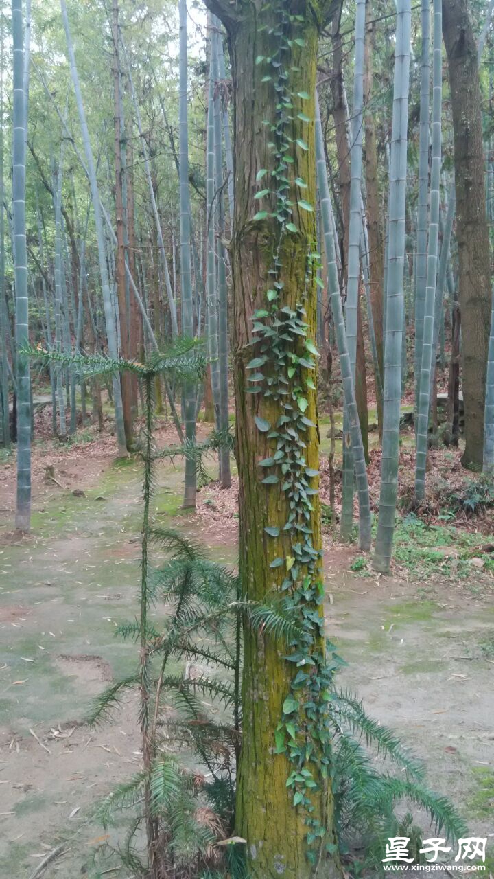 竹林爬山虎