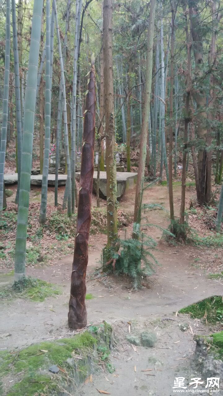 竹林春笋