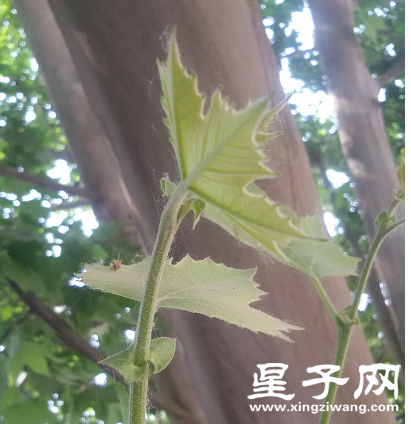 法桐