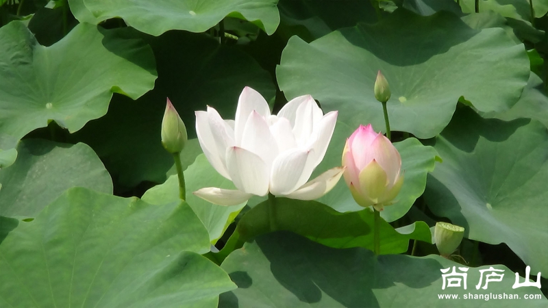 荷花4.jpg