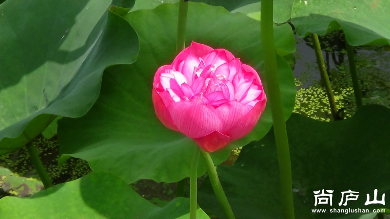 荷花7.jpg