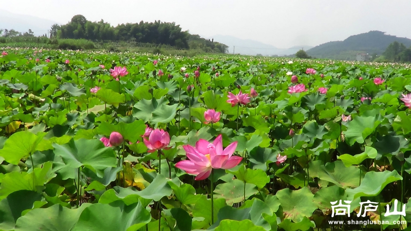 荷花33.jpg