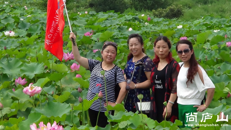 看荷花12.jpg
