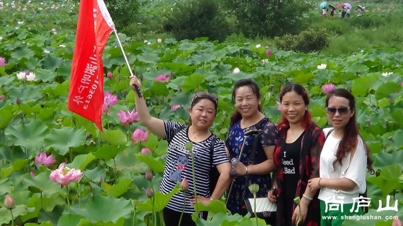 看荷花13.jpg