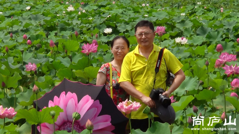 看荷花18.jpg