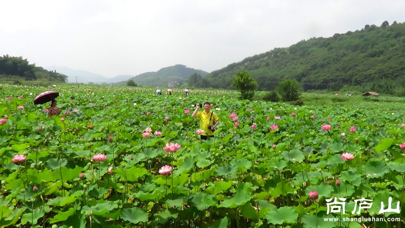 看荷花19.jpg