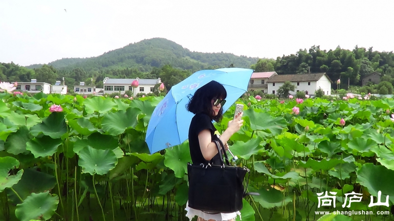 看荷花24.jpg