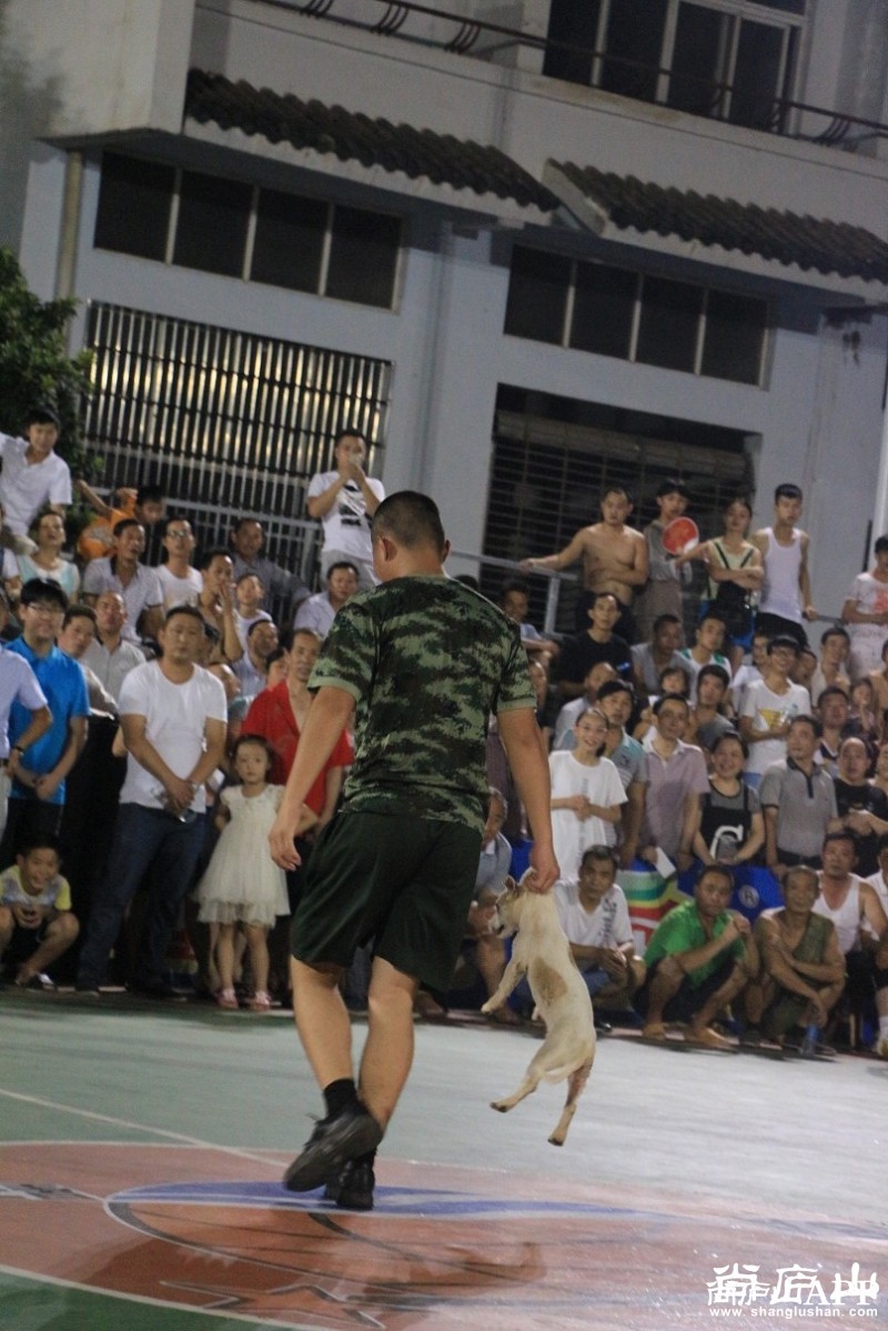 【花絮】喜爱篮球的狗也到赛场上凑热闹了 - 体育户外 - 尚庐山(原