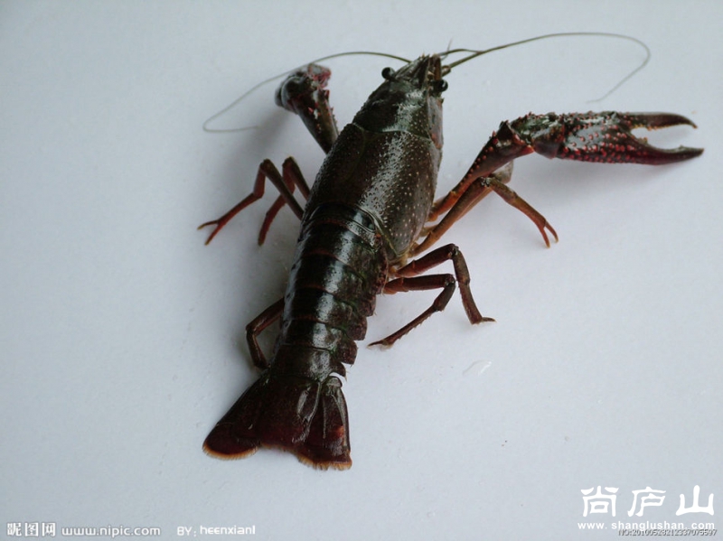 zhidao_201104232145166172.jpg