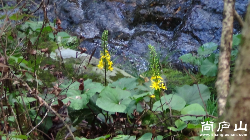 山花.jpg