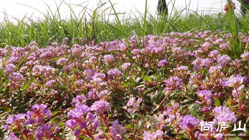 鄱湖花海2.jpg