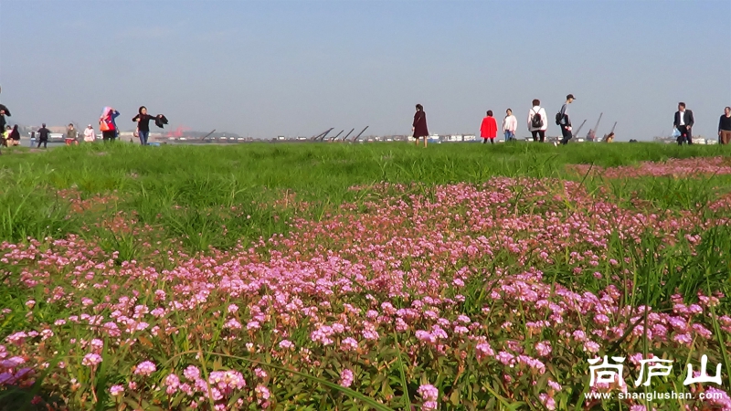 鄱湖花海1.jpg