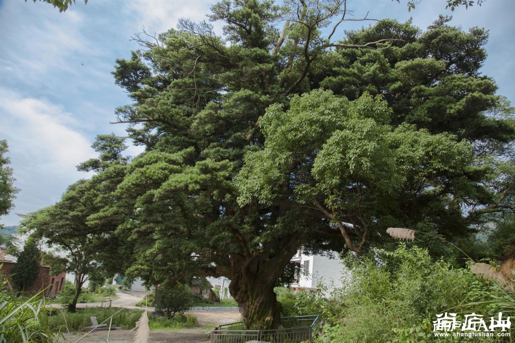 江西"树王"罗汉松