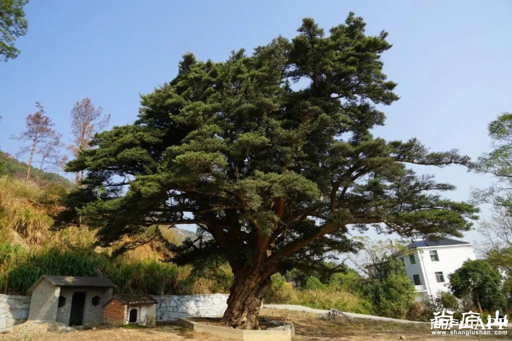 记录历史之中国最古老的千年罗汉松