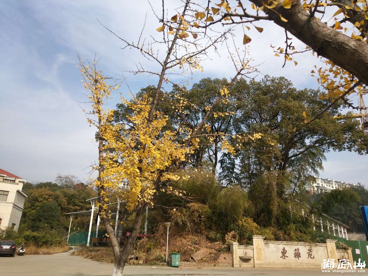 你一定没见过东篱公园这么唯美的银杏叶