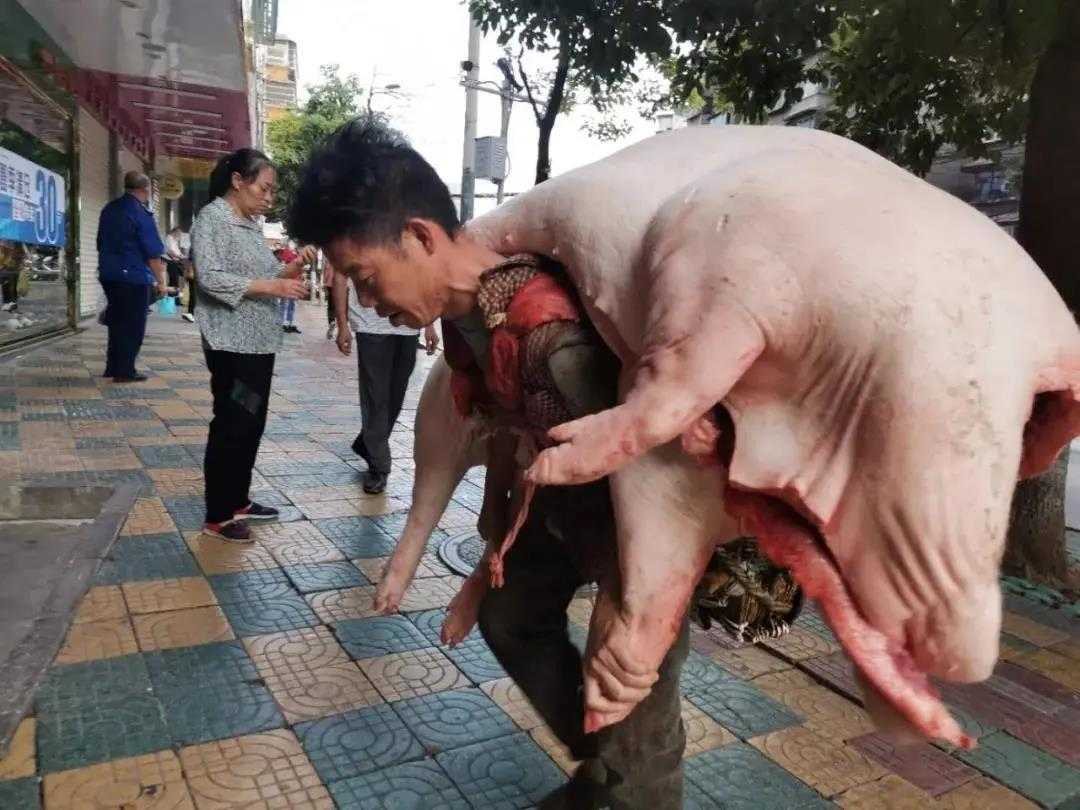 1米63男子每天背上万斤猪,成年人的世界里,没有容易二字