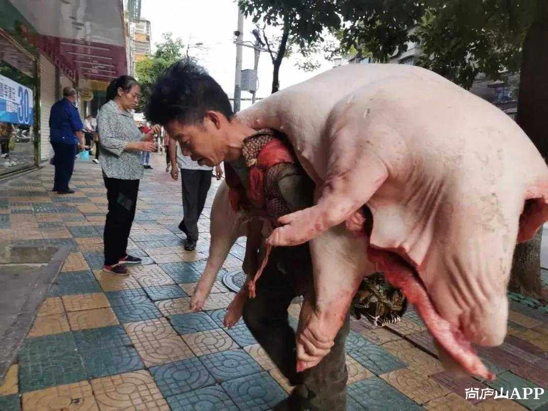 1米63男子每天背上万斤猪,成年人的世界里,没有容易二字