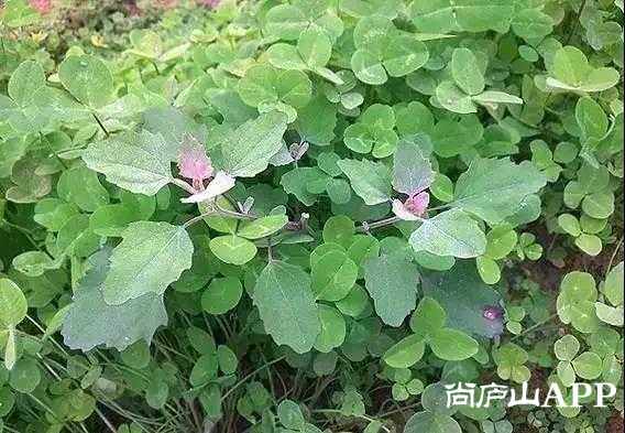 农村用来喂猪的野菜,如今都翻身当了宝贝!你吃过几种?