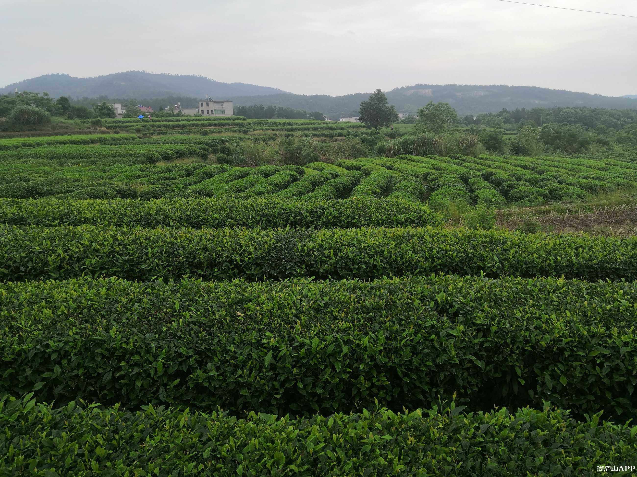 玉京村:茶叶树成"摇钱树"